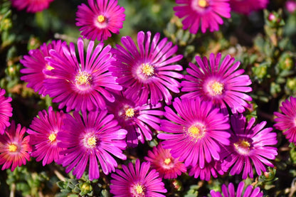 Delosperma 'Sundella Neon' (Mittagsblume)