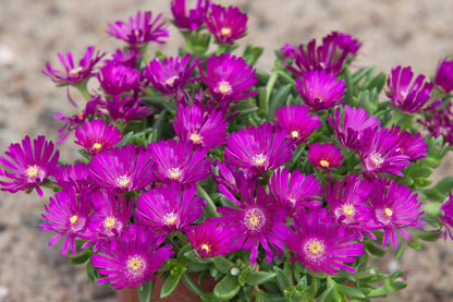 Delosperma 'Sundella Neon' (Mittagsblume)