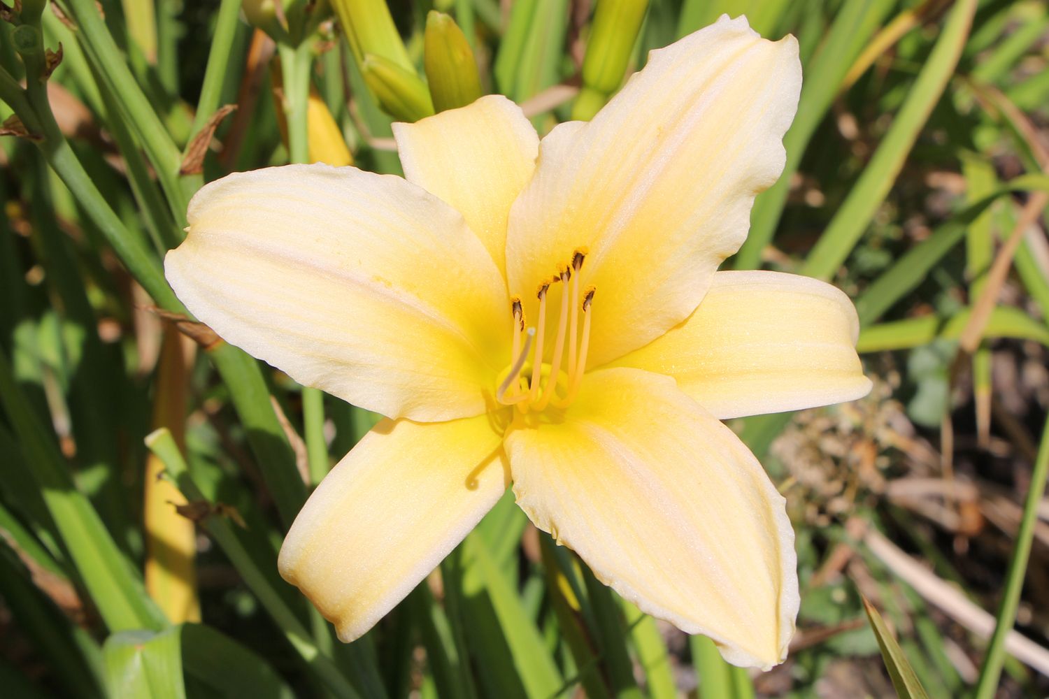 Hemerocallis 'Frances Fay' Großblumige Taglilie