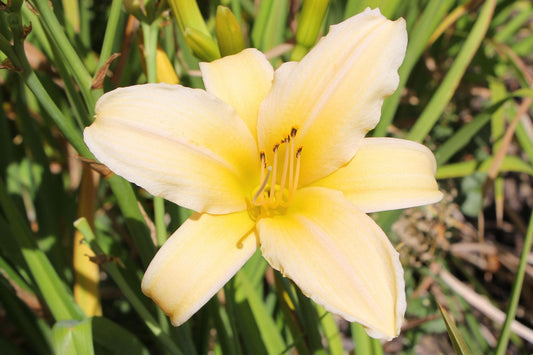 Hemerocallis 'Frances Fay' Großblumige Taglilie