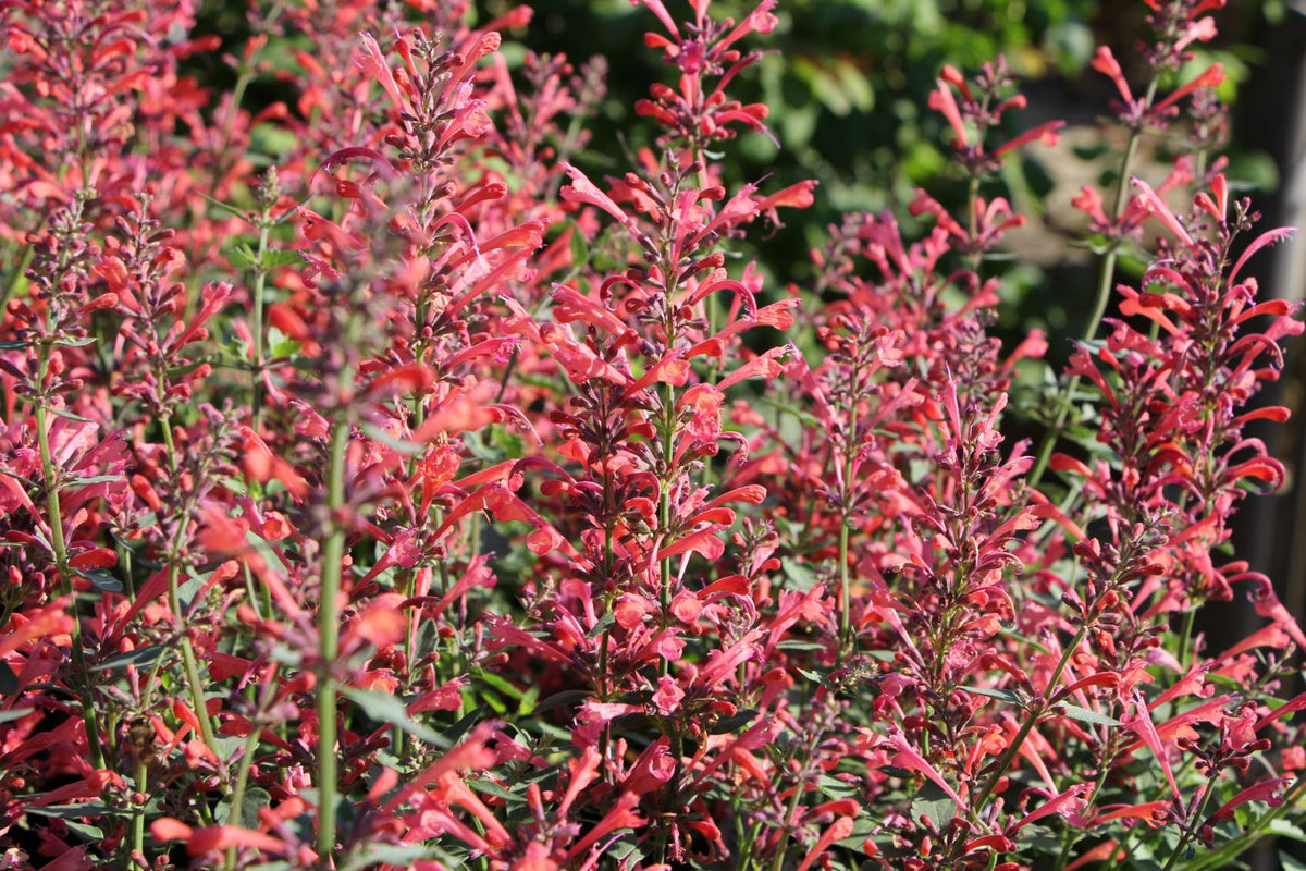 Agastache 'Kudos Coral' (Duftnessel) - P 1