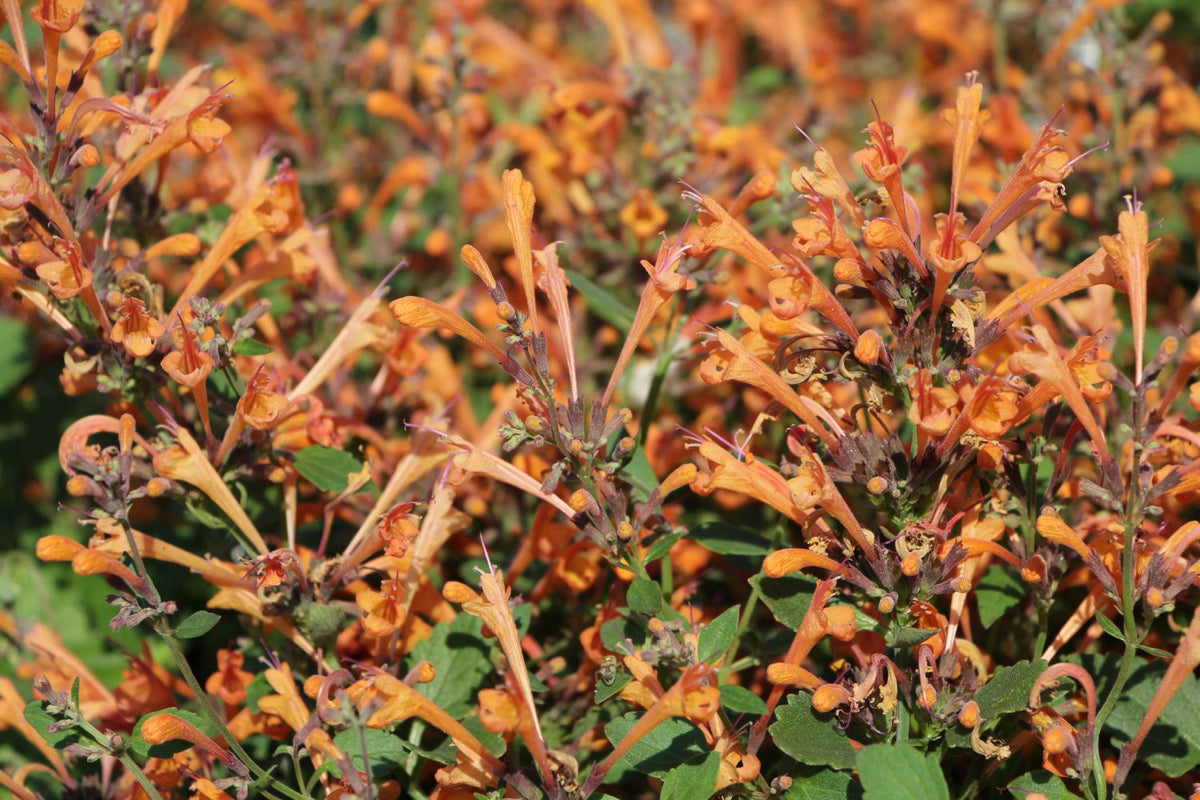 Agastache 'Kudos Mandarin' (Duftnessel) - P 1