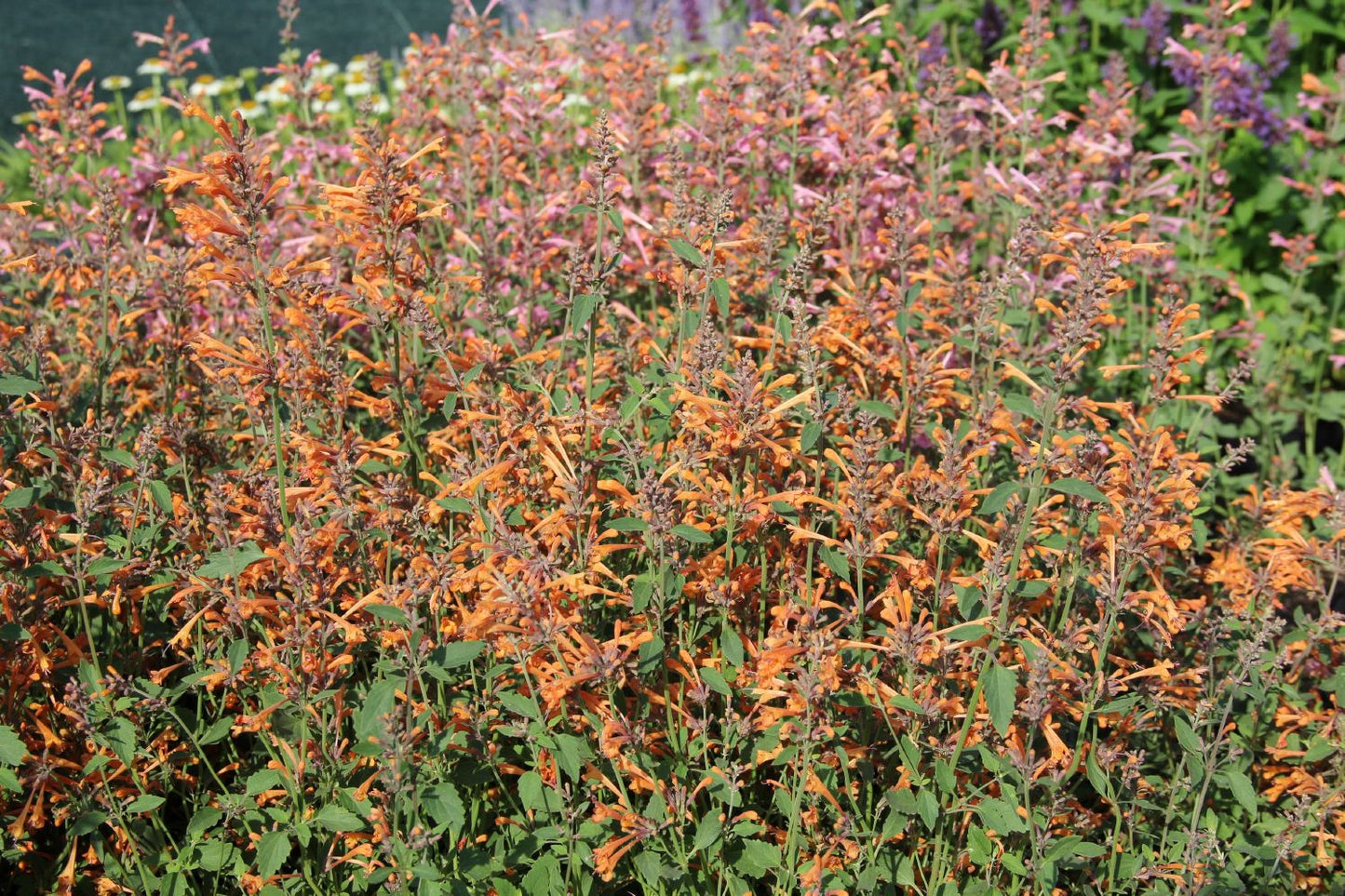 Agastache 'Kudos Mandarin' (Duftnessel)