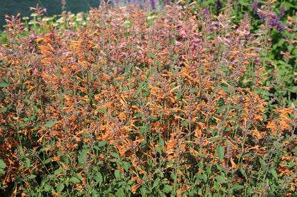 Agastache 'Kudos Mandarin' (Duftnessel)
