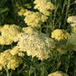 Buntes Bienenparadies (Nektarsegen für Biene, Hummel, Schmetterling & Co.)