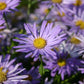 Buntes Bienenparadies (Nektarsegen für Biene, Hummel, Schmetterling & Co.)