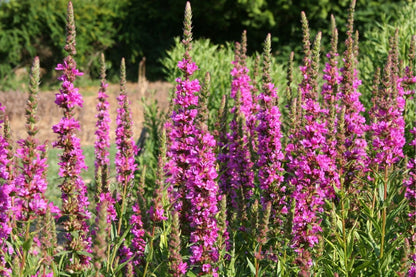 Buntes B*paradies (Blütenangebot für Bienen, Hummeln & Schmetterlinge)