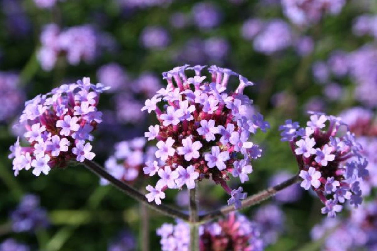 Buntes B*paradies (Blütenangebot für Bienen, Hummeln & Schmetterlinge)