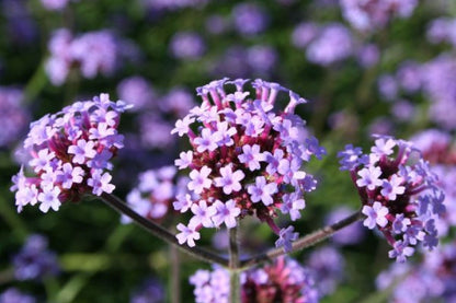 Buntes B*paradies (Blütenangebot für Bienen, Hummeln & Schmetterlinge)