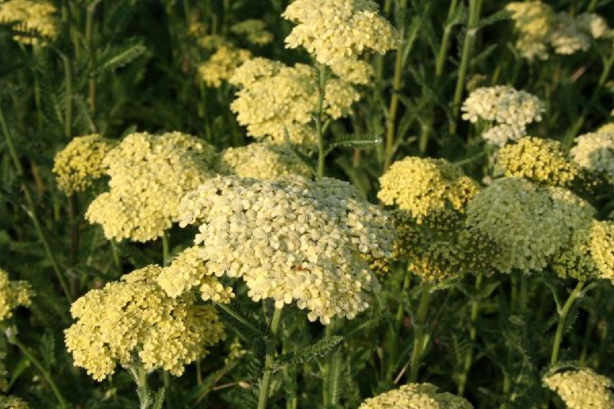 Buntes B*paradies (Blütenangebot für Bienen, Hummeln & Schmetterlinge)