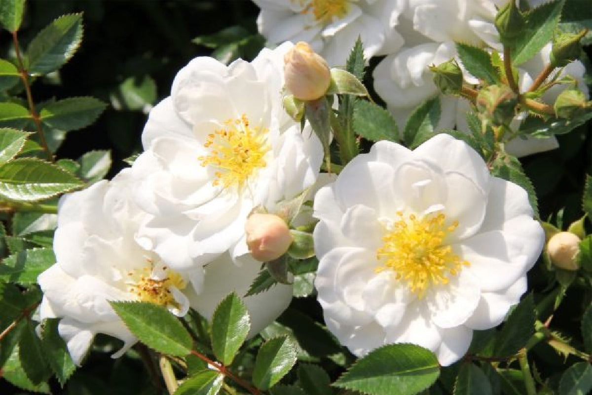 Buntes B*paradies (Blütenangebot für Bienen, Hummeln & Schmetterlinge)