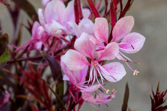Gaura lindheimeri 'Passionate Blush' Prachtkerze