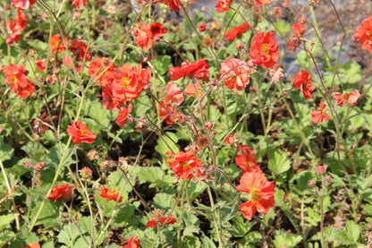 Geum 'Scarlet Tempest' (Nelkenwurz)