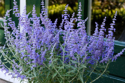 Perovskia atriplicifolia 'Lacey Blue' ® Zwerg-Blauraute