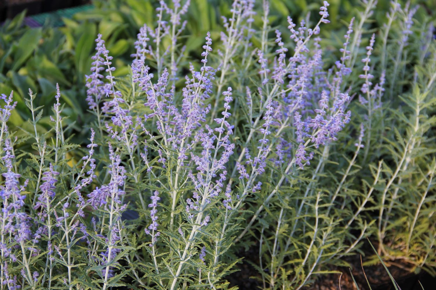 Perovskia atriplicifolia 'Lacey Blue' ® (Zwerg-Blauraute)