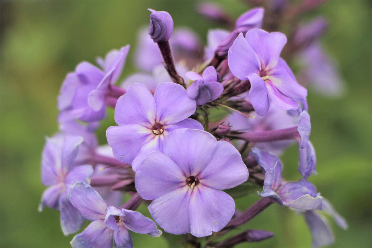 Phlox paniculata 'Sweet Summer Ocean' Hohe Garten-Flammenblume