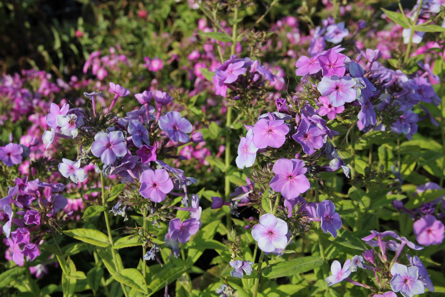 Phlox paniculata 'Sweet Summer Ocean' (Hohe Garten-Flammenblume)