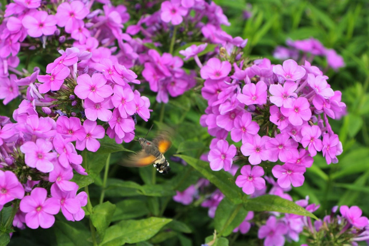 Phlox paniculata 'Sweet Summer Ocean' ® (Hohe Garten-Flammenblume)