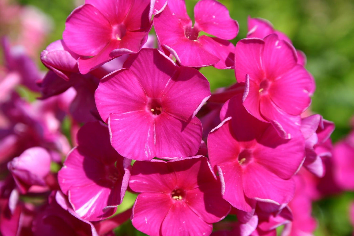 Phlox paniculata 'Sweet Summer Wine' Hohe Flammenblume