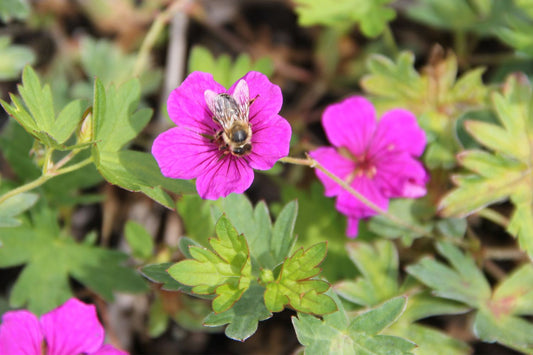 Geranium psilostemon x sang. 'Little David' Storchschnabel