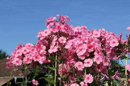 Phlox paniculata 'Herbstwalzer' Hohe Flammenblume