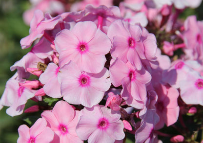 Phlox paniculata 'Herbstwalzer' (Hohe Flammenblume)