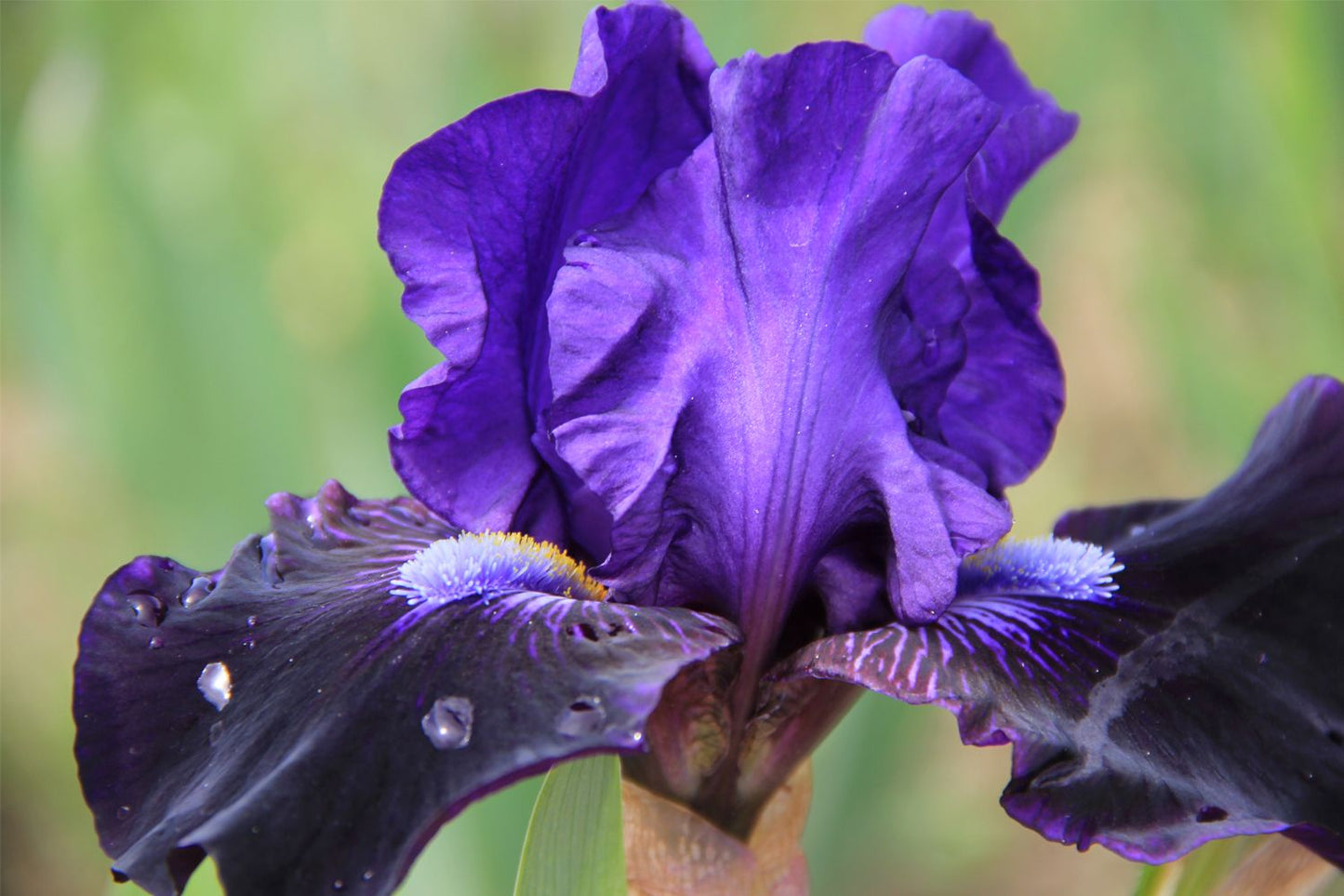 Iris Barbata-Media 'Star in the Night' Mittelhohe Bartschwertlilie