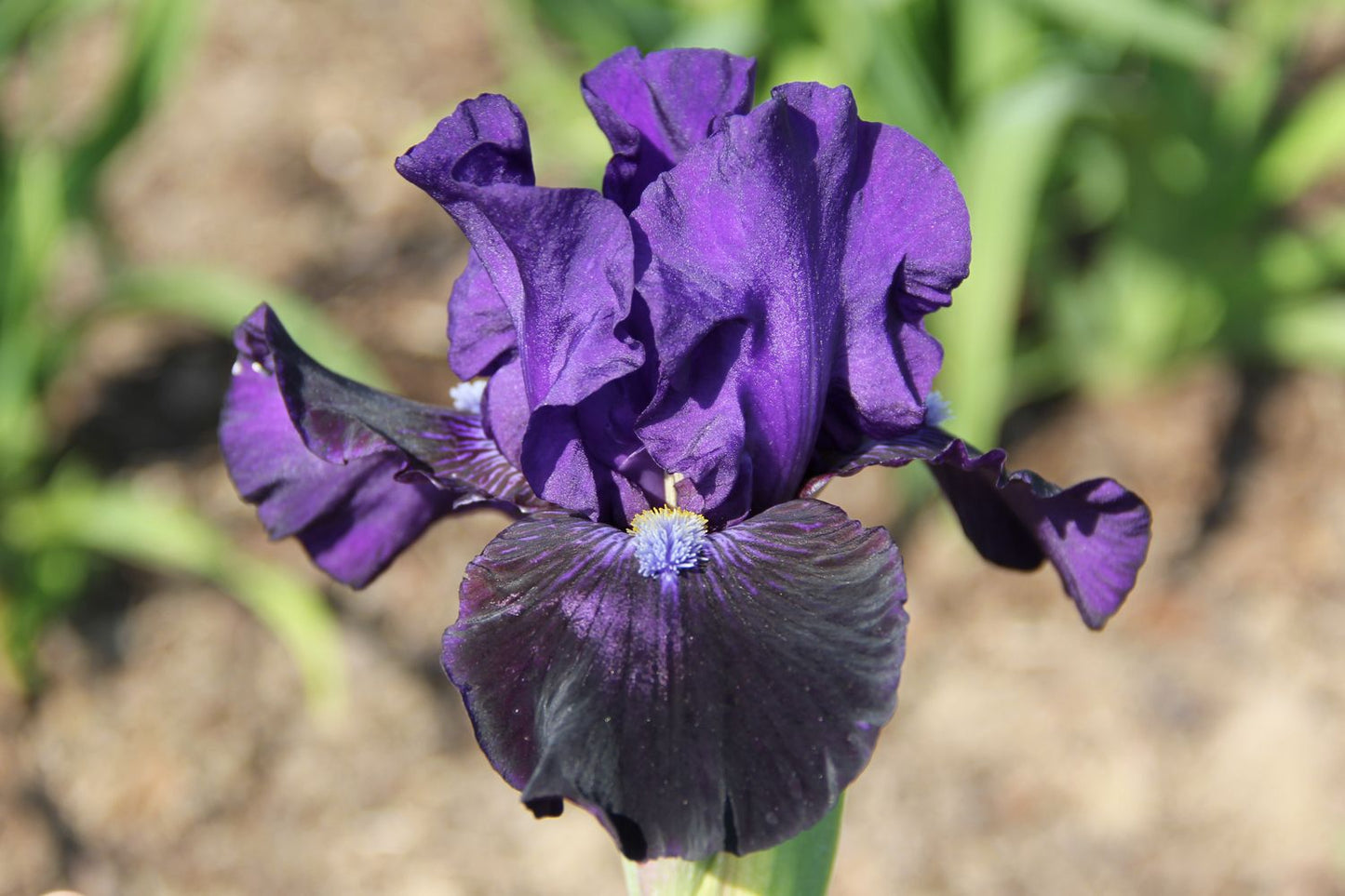 Iris Barbata-Media 'Star in the Night' (Mittelhohe Bartschwertlilie)