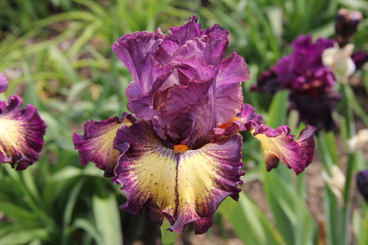 Iris Barbata-Elatior 'Out of the Dark' Hohe Bartschwertlilie