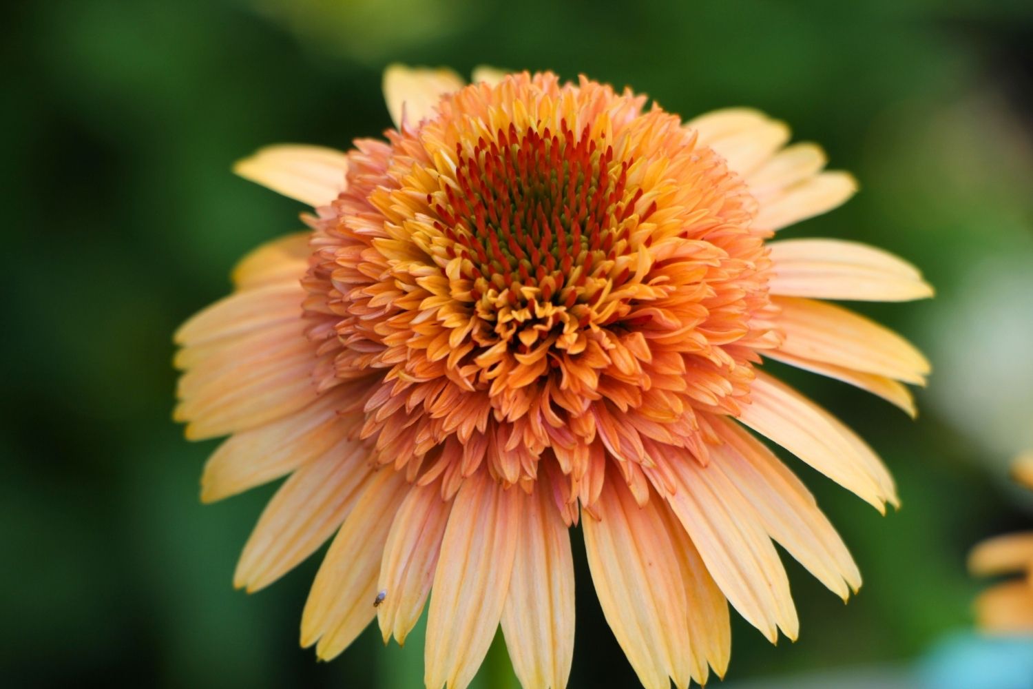 Echinacea 'Supreme Cantaloupe' ® Scheinsonnenhut