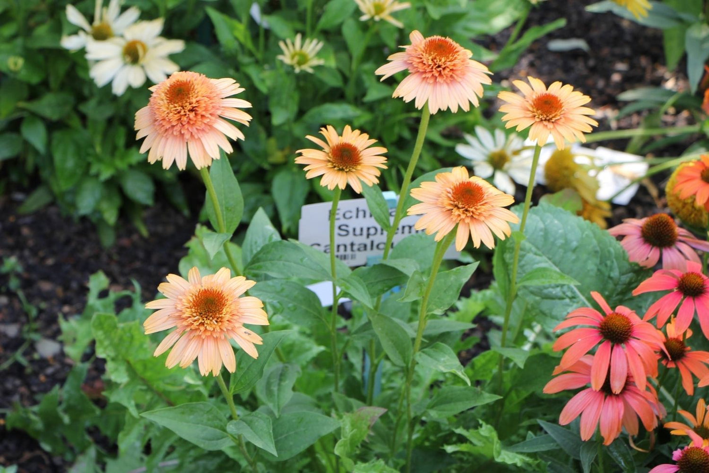 Echinacea 'Supreme Cantaloupe' ® (Scheinsonnenhut)