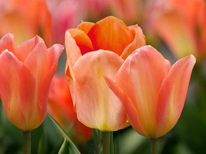 Tulipa Fosteriana 'Apricot Emperor' Fosteriana-Tulpe