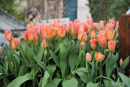 Tulipa fosteriana 'Apricot Emperor' (Fosteriana-Tulpe)