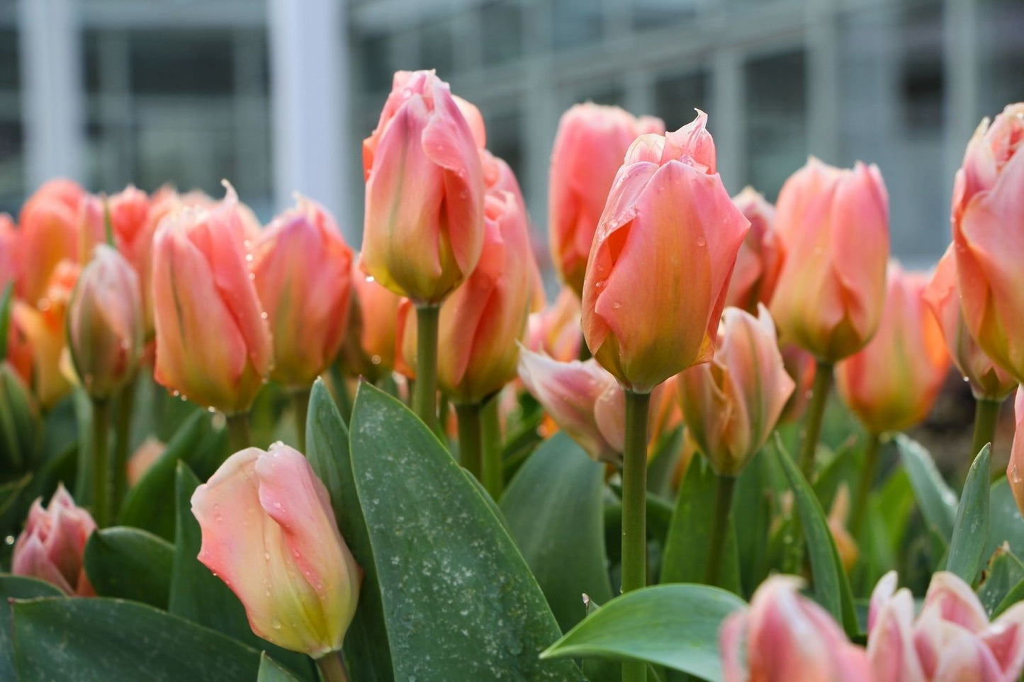 Tulipa fosteriana 'Apricot Emperor' (Fosteriana-Tulpe)