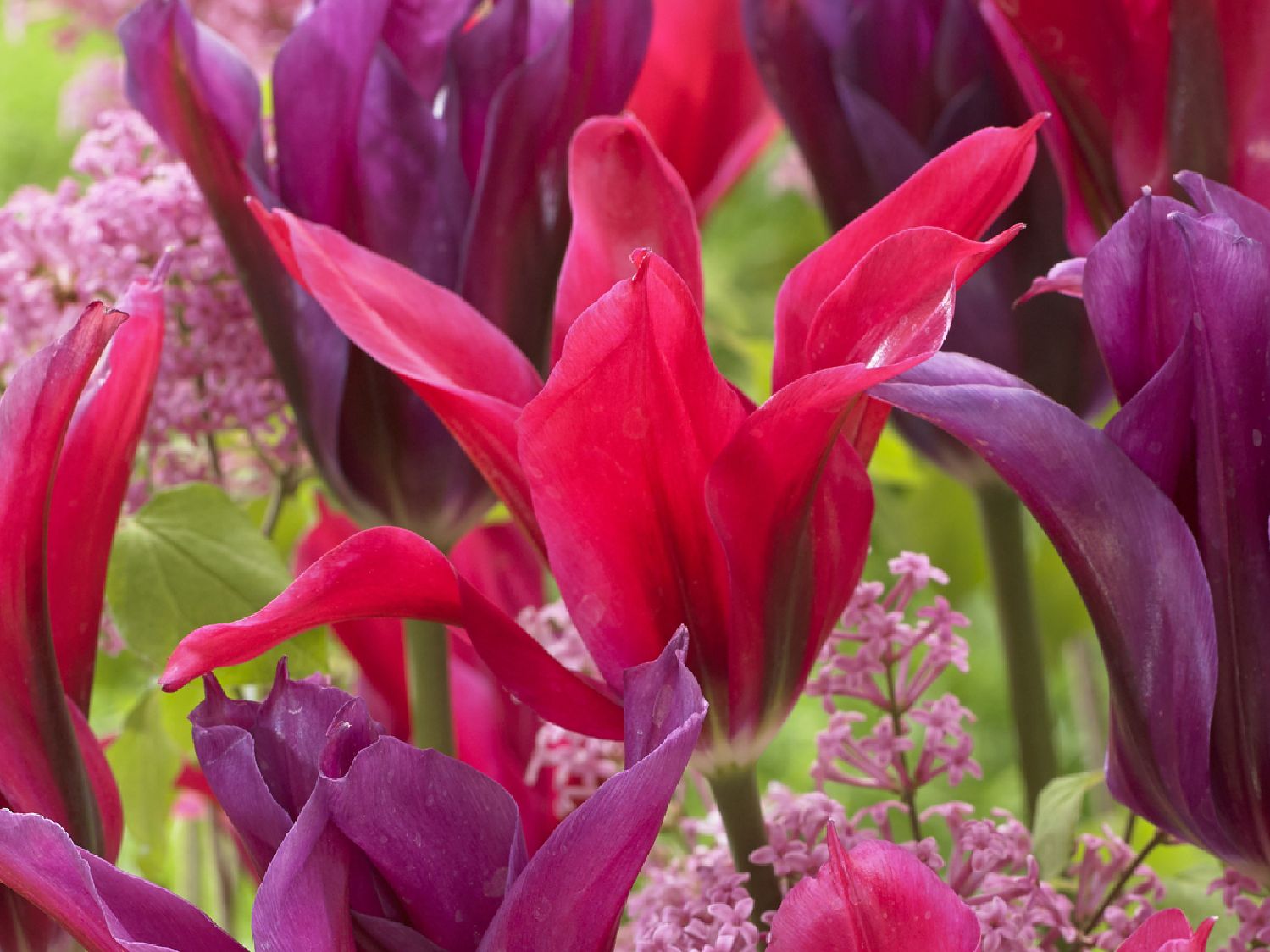 Tulipa 'Doll's Minuet' Viridiflora-Tulpe