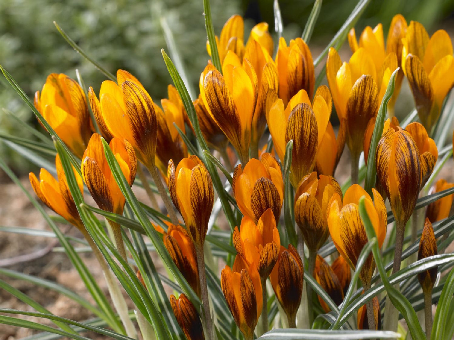 Crocus oliveri 'Orange Monarch' Garten-Krokus
