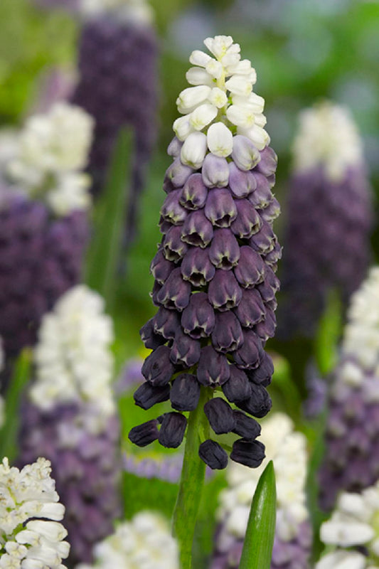Muscari latifolium 'Grape Ice' Traubenhyazinthe