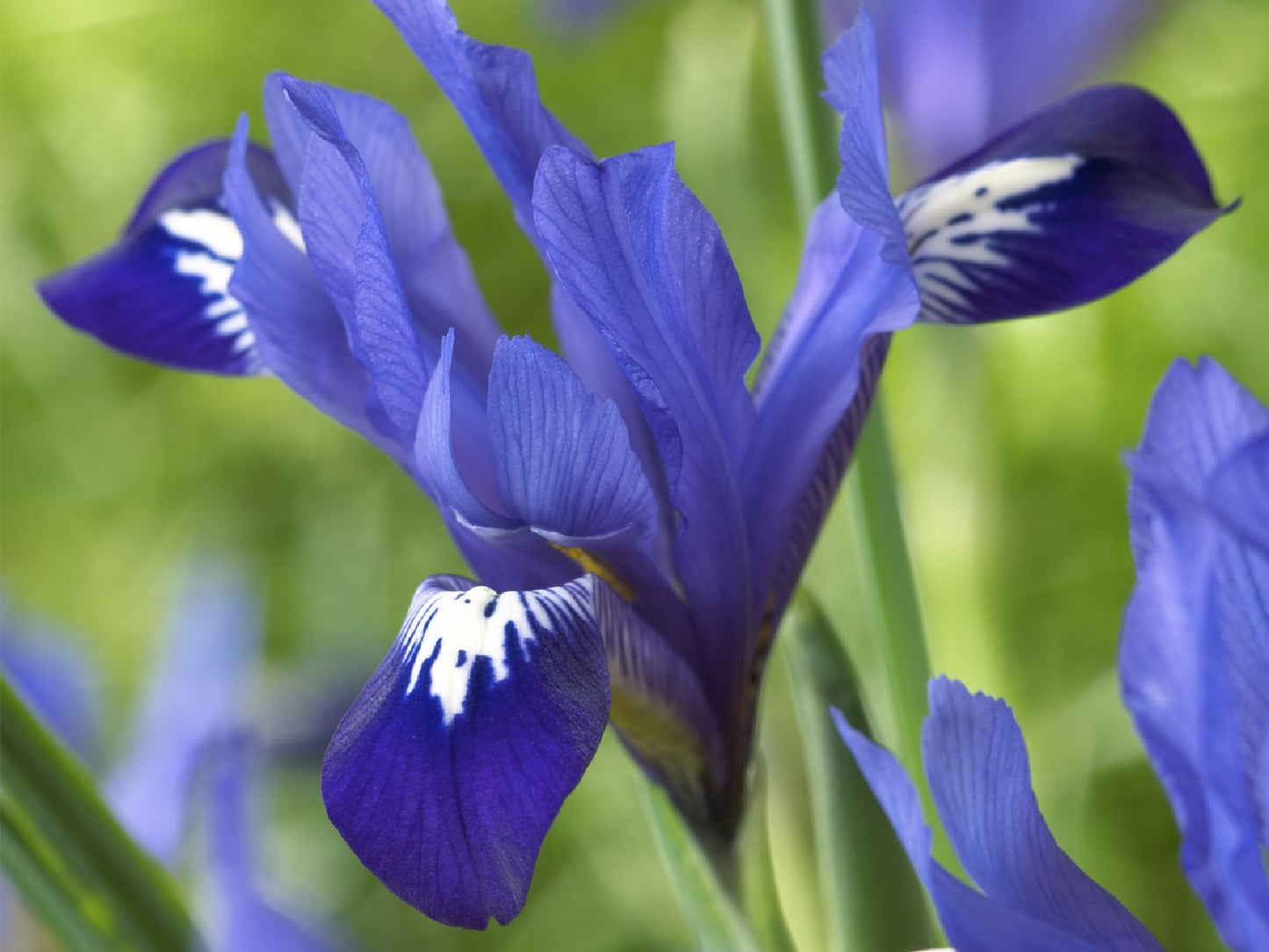 Iris reticulata 'Fabiola' Netzblatt-Schwertlilie