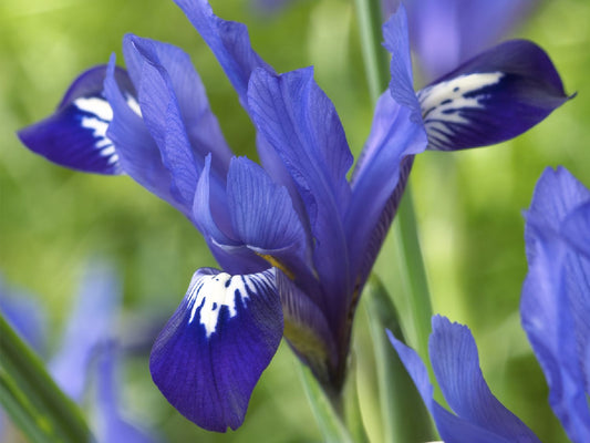 Iris reticulata 'Fabiola' Netzblatt-Schwertlilie