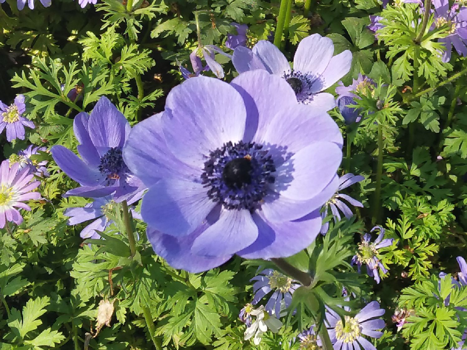 Anemone de Caen 'Mr. Fokker' Kronen-Anemone