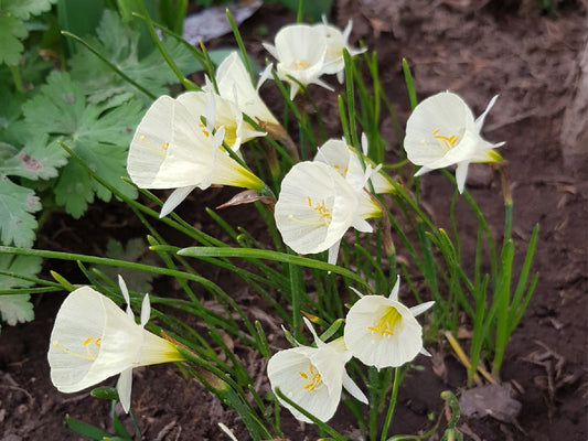 Narcissus bulbocodium 'White Petticoat' Reifrock-Narzisse