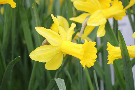 Narcissus cyclamineus 'Peeping Tom' Alpenveilchen-Narzisse