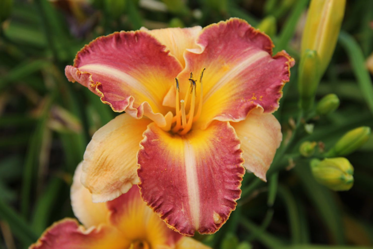 Hemerocallis 'Buc Clair de Lune' Großblumige Taglilie