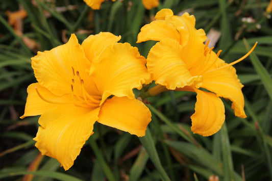 Hemerocallis 'Goldfiligran' Großblumige Taglilie