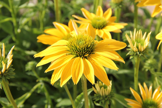 Echinacea 'Leilani' Scheinsonnenhut