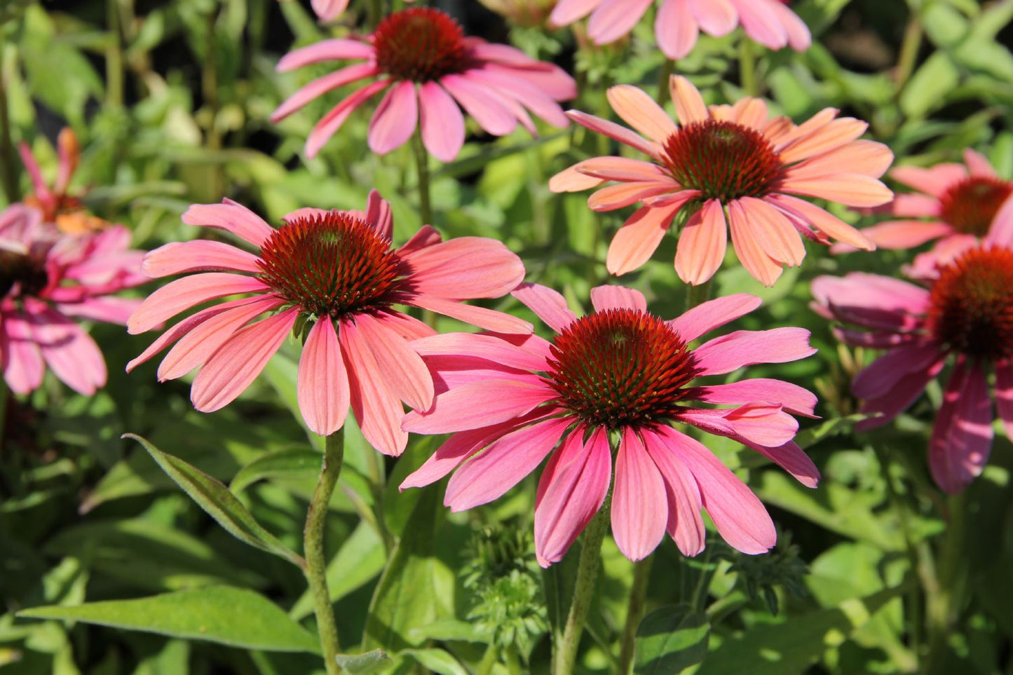 Echinacea 'Pink Pearl' Scheinsonnenhut