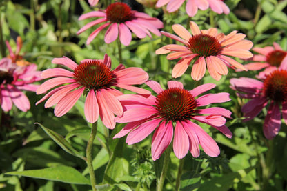 Echinacea 'Pink Pearl' Scheinsonnenhut