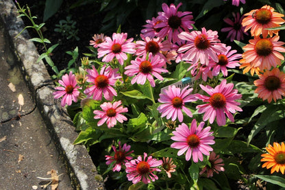 Echinacea 'Pink Pearl' (Scheinsonnenhut)