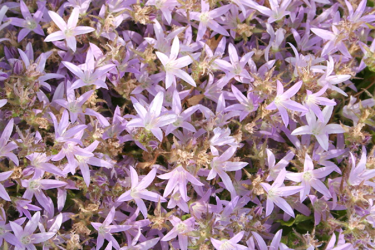 Campanula poscharskyana 'Lisduggan Variety' (Teppichglockenblume | Polsterglockenblume) - P 0,5