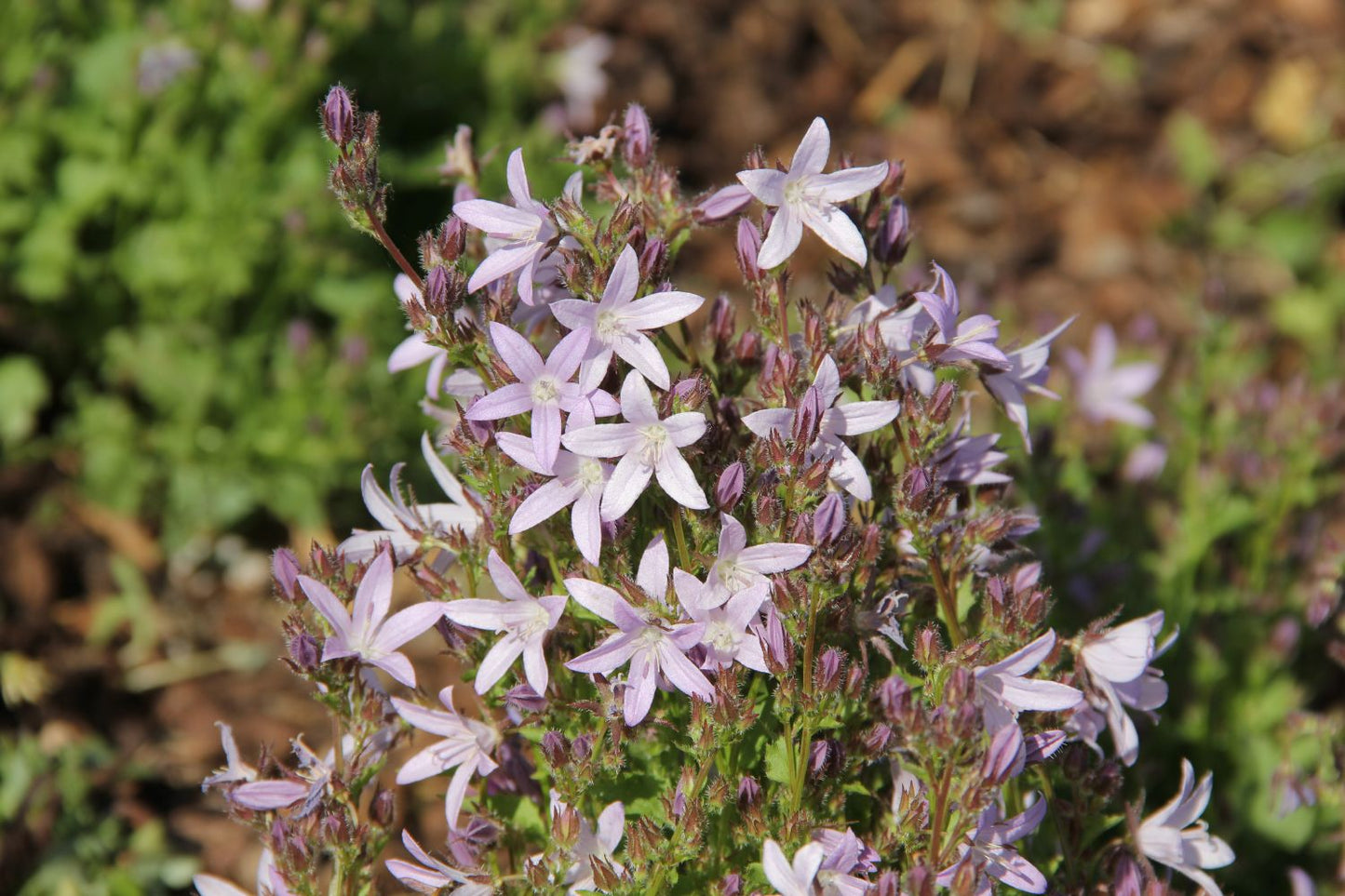 Campanula poscharskyana 'Lisduggan Variety' (Teppichglockenblume | Polsterglockenblume)